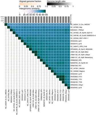 Ackermannviridae bacteriophage against carbapenem-resistant Klebsiella pneumoniae of capsular type 64